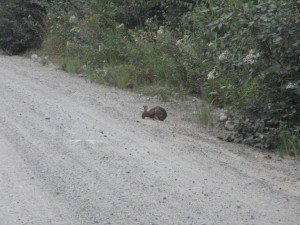 Snowshoe Hare
