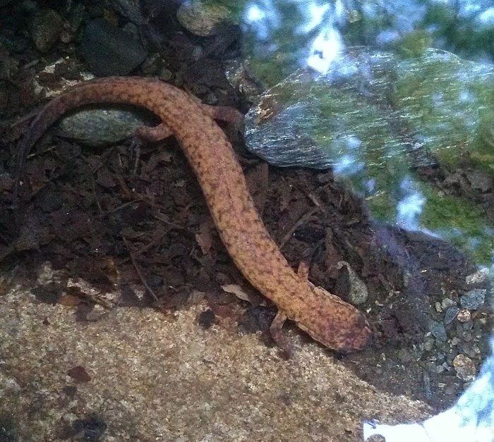 springsalamander
