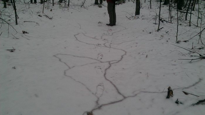 With only a couple inches of snow, we could see that the little critters were busy tunneling under the snow.
