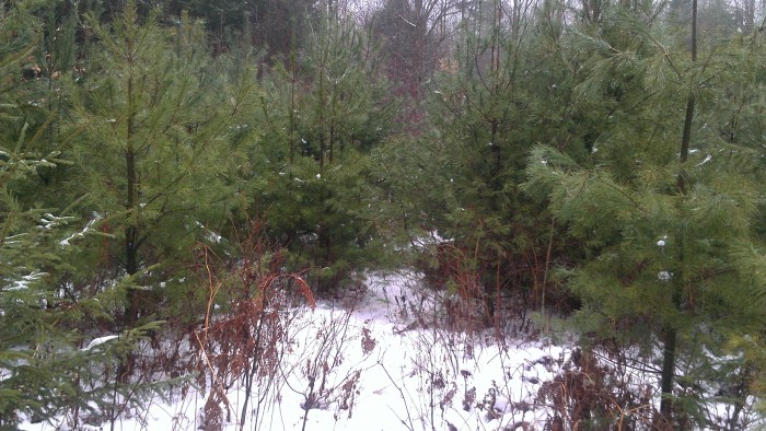 The overgrown logging road. Andrew is somewhere in those white pines.