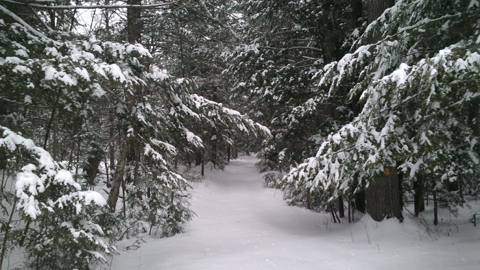 The snowy Austin Brook Trail.