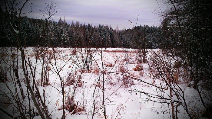 Beaver Pond