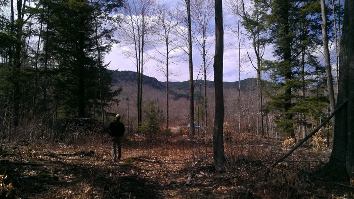 The northern end of the trail has recently been thinned, leaving hardwoods and prickers (beware of your bare legs).