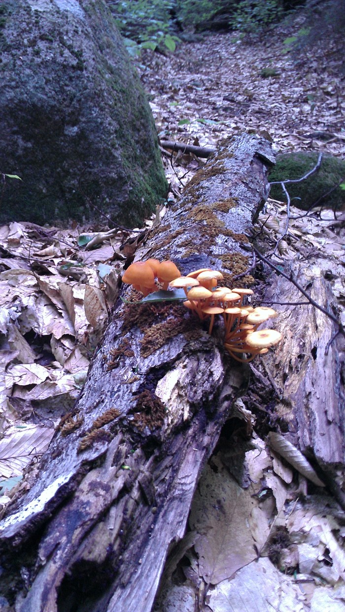 Interesting mushrooms along the trail.