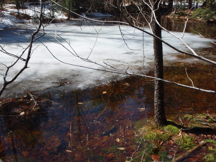 A large vernal pool next to the trail.