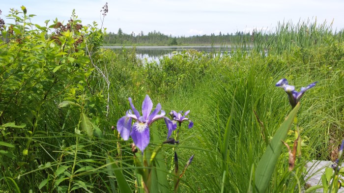Blue flag iris at Little Cherry Pond.