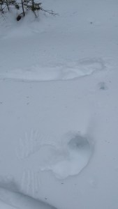 Ruffed grouse will dive into deep snow to roost for the night, staying warm under the snow insulation.  