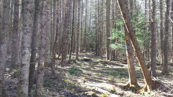 The trail at Scotland Brook Wildlife Sanctuary.