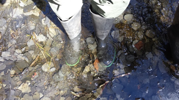We were glad we opted to wear our rain boots for this hike.