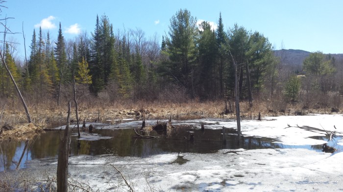 Still a little ice on this marsh.