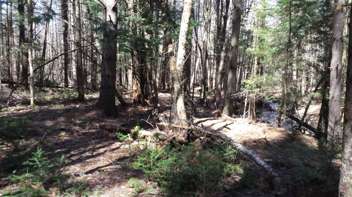The Red Loop Trail brings us close to a stream.