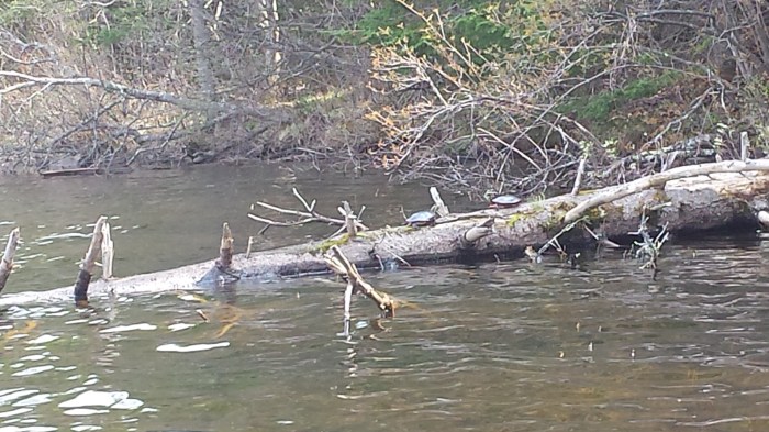Two painted turtles sunning on a log.
