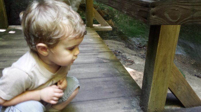 Alden stops to watch the water flow under some rocks. 