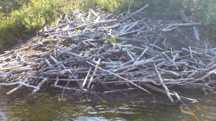 A beaver lodge on the side of one of the islands.