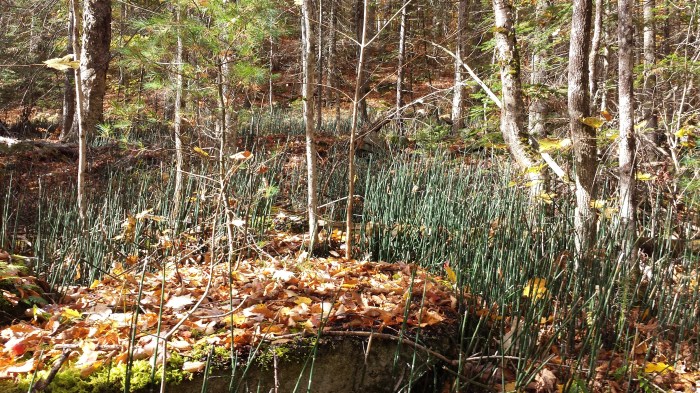 We found this area of the woods covered in horsetails.
