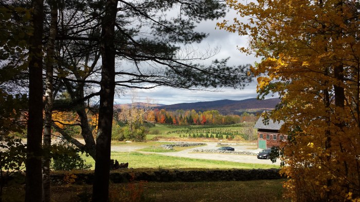 Stepping out of the woods toward the Christmas Tree Farm area of The Rocks Estate.